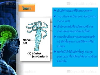  เป็นสัตว์กลุ่มแรกที่มีระบบประสาท
 ระบบประสาทเป็นแบบร่างแหประสาท
(nerve net)
 เมื่อโดนกระตุ้นที่ส่วนใดส่วนหนึ่ง จะ
เกิดการตอบสนองพร้อมกันทั้งตัว
 การเคลื่อนที่ของกระแสประสาทจะช้า
กว่าสัตว์ชั้นสูงมาก และมีทิศทางที่ไม่
แน่นอน
 พบที่ผนังลาไส้ในสัตว์ชั้นสูง ควบคุม
peristalsis ที่ลาไส้ช่วยให้อาหารเคลื่อน
ผ่านไปได้
ไฮดรา
 