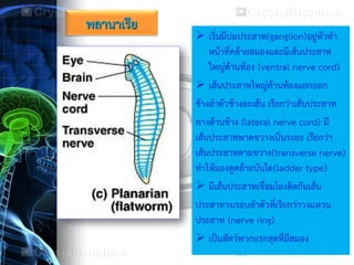 พลานาเรีย
 เริ่มมีปมประสาท(ganglion)อยู่หัวทา
หน้าที่คล้ายสมองและมีเส้นประสาท
ใหญ่ด้านท้อง (ventral nerve cord)
 เส้นประสาทใหญ่ด้านท้องแยกออก
ข้างลาตัวข้างละเส้น เรียกว่าเส้นประสาท
ทางด้านข้าง (lateral nerve cord) มี
เส้นประสาทพาดขวางเป็นระยะ เรียกว่า
เส้นประสาทตามขวาง(transverse nerve)
ทาให้มองดูคล้ายบันได(ladder type)
 มีเส้นประสาทเชื่อมโยงติดกันเส้น
ประสาทวนรอบลาตัวที่เรียกว่าวงแหวน
ประสาท (nerve ring)
 เป็นสัตว์พวกแรกสุดที่มีสมอง
 
