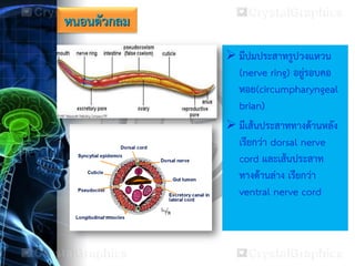 หนอนตัวกลม
 มีปมประสาทรูปวงแหวน
(nerve ring) อยู่รอบคอ
หอย(circumpharyngeal
brian)
 มีเส้นประสาททางด้านหลัง
เรียกว่า dorsal nerve
cord และเส้นประสาท
ทางด้านล่าง เรียกว่า
ventral nerve cord
 