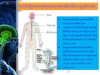 การรับรู้และการตอบสนองของสัตว์มีกระดูกสันหลัง
 ในคนและสัตว์มีกระดูกสันหลังที่มี
ระบบประสาทพัฒนามาก
 เซลล์ประสาทเกือบทั้งหมดรวมกันอยู่
ที่หัวมีขนาดใหญ่ และเจริญมาก มีการ
พัฒนาไปเป็นสมองส่วนที่ทอดยาวตาม
ลาตัวทางด้านหลังเรียกว่า ไขสันหลัง
(spinal cord)
 สมองและไขสันหลังทาหน้าที่เป็น
ศูนย์กลางของระบบประสาท โดยมี
เส้นประสาทแยกออกมาจากสมองและ
ไขสันหลัง และมี dorsal hollow
nerve cord มาแทนที่ ventral
nerve cord
 