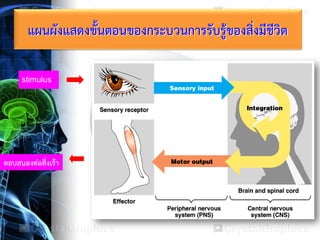 แผนผังแสดงขั้นตอนของกระบวนการรับรู้ของสิ่งมีชีวิต
stimulus
ตอบสนองต่อสิ่งเร้า
 