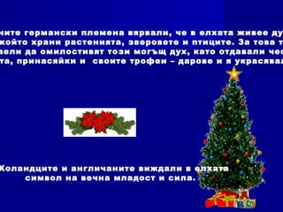 ните германски племена вярвали, че в елхата живее ду
който храни растенията, зверовете и птиците. За това т
аели да омилостивят този могъщ дух, като отдавали чес
та, принасяйки и своите трофеи – дарове и я украсявал
Холандците и англичаните виждали в елхата
символ на вечна младост и сила.
 