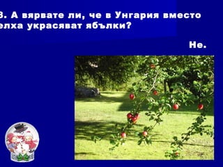8. А вярвате ли, че в Унгария вместо
елха украсяват ябълки?
Не.
 