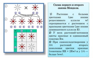 3 закон Менделя: основные принципы и примеры