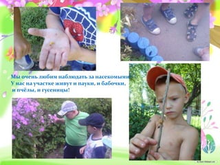 Мы очень любим наблюдать за насекомыми!
У нас на участке живут и пауки, и бабочки,
и пчёлы, и гусеницы!
 