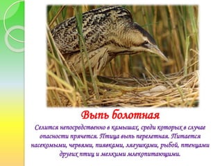 Выпь болотная
Селится непосредственно в камышах, среди которых в случае
опасности прячется. Птица выпь перелетная. Питается
насекомыми, червями, пиявками, лягушками, рыбой, птенцами
других птиц и мелкими млекопитающими.
 