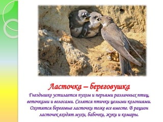 Ласточка – береговушка
Гнездышко устилается пухом и перьями различных птиц,
веточками и волосами. Селятся птички целыми колониями.
Охотятся береговые ласточки тоже все вместе. В рацион
ласточек входят мухи, бабочки, жуки и комары.
 