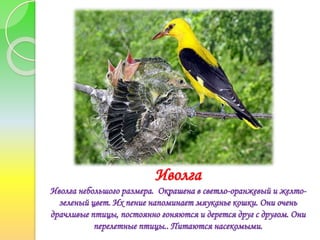 Иволга
Иволга небольшого размера. Окрашена в светло-оранжевый и желто-
зеленый цвет. Их пение напоминает мяуканье кошки. Они очень
драчливые птицы, постоянно гоняются и дерется друг с другом. Они
перелетные птицы.. Питаются насекомыми.
 