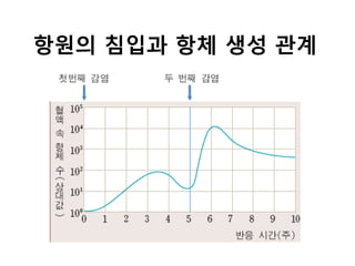 항원의 침입과 항체 생성 관계
 