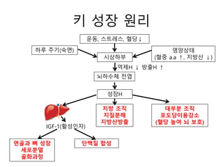 키 성장 원리
하루 주기(숙면)
시상하부
운동, 스트레스, 혈당↓
영양상태
(혈중 a.a ↑, 지방산 ↓)
뇌하수체 전엽
성장H
IGF-1(활성인자)
지방 조직
지질분해
지방산방출
대부분 조직
포도당이용감소
(혈당 높여 뇌 보호)
연골과 뼈 성장
세포분열
골화과정
단백질 합성
억제H ↓ 방출H ↑
 