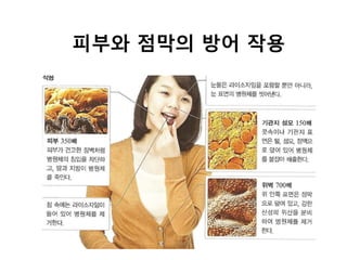 피부와 점막의 방어 작용
 