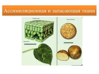 Ассимиляционная и запасающая ткани
 
