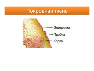 Покровная ткань
 
