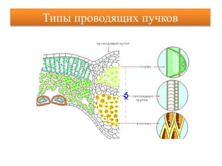 Типы проводящих пучков
 