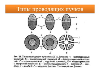 Типы проводящих пучков
 