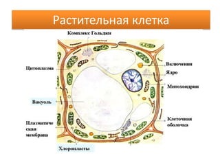 Растительная клетка
 