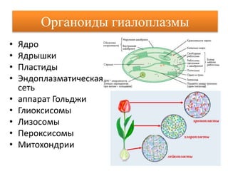 Органоиды гиалоплазмы
• Ядро
• Ядрышки
• Пластиды
• Эндоплазматическая
сеть
• аппарат Гольджи
• Глиоксисомы
• Лизосомы
• Пероксисомы
• Митохондрии
 