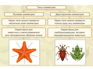 царство животные