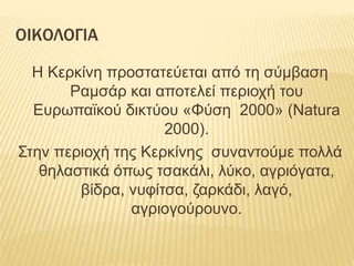 ΟΙΚΟΛΟΓΙΑ
Η Κερκίνη προστατεύεται από τη σύμβαση
Ραμσάρ και αποτελεί περιοχή του
Ευρωπαϊκού δικτύου «Φύση 2000» (Natura
2000).
Στην περιοχή της Κερκίνης συναντούμε πολλά
θηλαστικά όπως τσακάλι, λύκο, αγριόγατα,
βίδρα, νυφίτσα, ζαρκάδι, λαγό,
αγριογούρουνο.
 