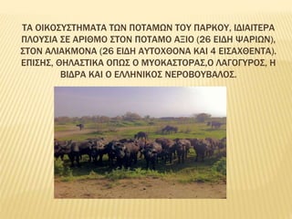 ΤΑ ΟΙΚΟΣΥΣΤΗΜΑΤΑ ΤΩΝ ΠΟΤΑΜΩΝ ΤΟΥ ΠΑΡΚΟΥ, ΙΔΙΑΙΤΕΡΑ
ΠΛΟΥΣΙΑ ΣΕ ΑΡΙΘΜΟ ΣΤΟΝ ΠΟΤΑΜΟ ΑΞΙΟ (26 ΕΙΔΗ ΨΑΡΙΩΝ),
ΣΤΟΝ ΑΛΙΑΚΜΟΝΑ (26 ΕΙΔΗ ΑΥΤΟΧΘΟΝΑ ΚΑΙ 4 ΕΙΣΑΧΘΕΝΤΑ).
ΕΠΙΣΗΣ, ΘΗΛΑΣΤΙΚΑ ΟΠΩΣ Ο ΜΥΟΚΑΣΤΟΡΑΣ,Ο ΛΑΓΟΓΥΡΟΣ, Η
ΒΙΔΡΑ ΚΑΙ Ο ΕΛΛΗΝΙΚΟΣ ΝΕΡΟΒΟΥΒΑΛΟΣ.
 