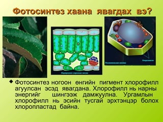 фотосинтез | PPT