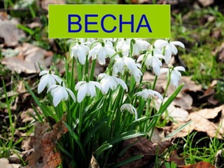 ВЕСНА
 