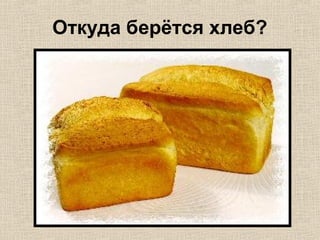 Откуда берётся хлеб?
 