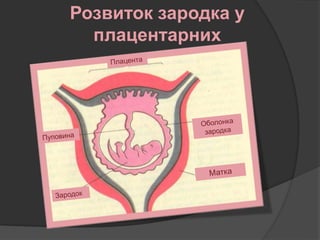 Розвиток зародка у
плацентарних
 