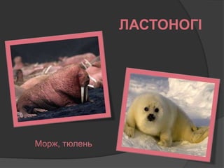 ЛАСТОНОГІ
Морж, тюлень
 