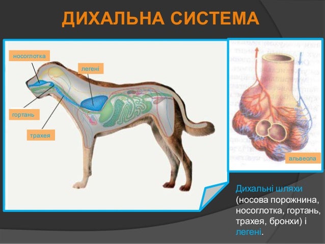 Картинки по запросу картинки дихальна система хордових