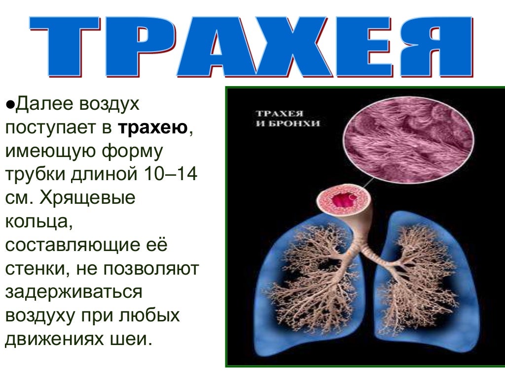 дыхание