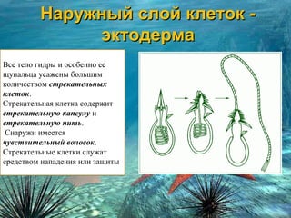 Все тело гидры и особенно ее
щупальца усажены большим
количеством стрекательных
клеток.
Стрекательная клетка содержит
стрекательную капсулу и
стрекательную нить.
Снаружи имеется
чувствительный волосок.
Стрекательные клетки служат
средством нападения или защиты
Наружный слой клеток -Наружный слой клеток -
эктодермаэктодерма
 