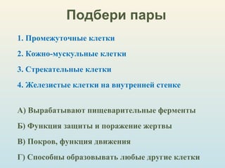 Подбери пары
1. Промежуточные клетки
2. Кожно-мускульные клетки
3. Стрекательные клетки
4. Железистые клетки на внутренней стенке
А) Вырабатывают пищеварительные ферменты
Б) Функция защиты и поражение жертвы
В) Покров, функция движения
Г) Способны образовывать любые другие клетки
 