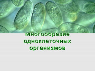 МногообразиеМногообразие
одноклеточныходноклеточных
организмоворганизмов
 