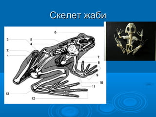 Скелет жабиСкелет жаби
 