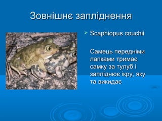 Зовнішнє заплідненняЗовнішнє запліднення
 Scaphiopus couchiiScaphiopus couchii
Самець переднімиСамець передніми
лапками тримаєлапками тримає
самку за тулуб ісамку за тулуб і
запліднює ікру, якузапліднює ікру, яку
та викидаєта викидає
 