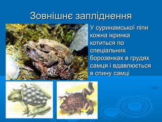 Зовнішнє заплідненняЗовнішнє запліднення
УУ суринамськоїсуринамської піпипіпи
кожна ікринкакожна ікринка
котиться покотиться по
спеціальнихспеціальних
борозенках в грудяхборозенках в грудях
самця і вдавлюєтьсясамця і вдавлюється
в спину самців спину самці
 