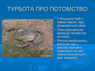 ТУРБОТА ПРО ПОТОМСТВОТУРБОТА ПРО ПОТОМСТВО
 У більшості жаб їїУ більшості жаб її
немає зовсім, ікранемає зовсім, ікра
розвивається самарозвивається сама
 Піпа суринамськаПіпа суринамська
виношує потомствовиношує потомство
на спиніна спині
 Ропуха реобатрахусРопуха реобатрахус
виношує ікру увиношує ікру у
шлунку (процесишлунку (процеси
травлення на цейтравлення на цей
період блокуються) –період блокуються) –
див. малюнокдив. малюнок
 