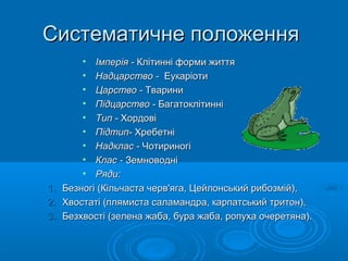 Систематичне положенняСистематичне положення
• Імперія -Імперія - Клітинні форми життяКлітинні форми життя
• Надцарство -Надцарство - ЕукаріотиЕукаріоти
• Царство -Царство - ТвариниТварини
• Підцарство -Підцарство - БагатоклітинніБагатоклітинні
• Тип -Тип - ХордовіХордові
• Підтип-Підтип- ХребетніХребетні
• Надклас -Надклас - ЧотириногіЧотириногі
• Клас -Клас - ЗемноводніЗемноводні
• Ряди:Ряди:
1.1. Безногі (Кільчаста черв'яга, Цейлонський рибозмій),Безногі (Кільчаста черв'яга, Цейлонський рибозмій),
2.2. Хвостаті (плямиста саламандра, карпатський тритон),Хвостаті (плямиста саламандра, карпатський тритон),
3.3. Безхвості (зелена жаба, бура жаба, ропуха очеретяна).Безхвості (зелена жаба, бура жаба, ропуха очеретяна).
 