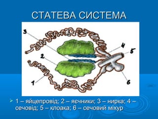 СТАТЕВА СИСТЕМАСТАТЕВА СИСТЕМА
 1 – яйцепровід; 2 – яєчники; 3 – нирка; 4 –1 – яйцепровід; 2 – яєчники; 3 – нирка; 4 –
сечовід; 5 – клоака; 6 – сечовий міхурсечовід; 5 – клоака; 6 – сечовий міхур
 