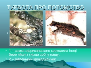 ТУРБОТА ПРО ПОТОМСТВОТУРБОТА ПРО ПОТОМСТВО
• 1 – самка африканського крокодила іноді
бере яйця з гнізда собі у пащу;
• 2 – маленький крокодильчик
1 2
 