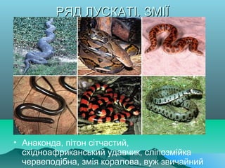 РЯД ЛУСКАТІ. ЗМІЇРЯД ЛУСКАТІ. ЗМІЇ
• Анаконда, пітон сітчастий,
східноафриканський удавчик, сліпозмійка
червеподібна, змія коралова, вуж звичайний
 
