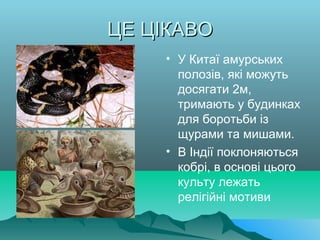 ЦЕ ЦІКАВОЦЕ ЦІКАВО
• У Китаї амурських
полозів, які можуть
досягати 2м,
тримають у будинках
для боротьби із
щурами та мишами.
• В Індії поклоняються
кобрі, в основі цього
культу лежать
релігійні мотиви
 