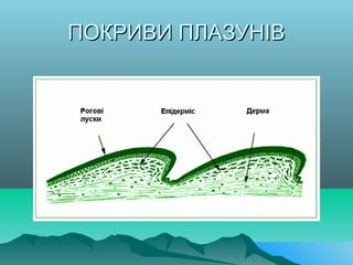 ПОКРИВИ ПЛАЗУНІВПОКРИВИ ПЛАЗУНІВ
 