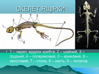 СКЕЛЕТ ЯЩІРКИСКЕЛЕТ ЯЩІРКИ
• 1 – череп; відділи хребта: 2 – шийний, 3 –
грудний, 4 – поперековий, 5 – крижовий, 6 –
хвостовий; 7 – стопа, 8 – кисть, 9 – лопатка.
 