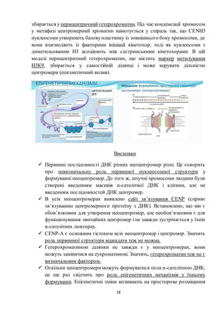 18
збирається у перицентричний гетерохроматин. Під час конденсації хромосом
у метафазі центромерний хроматин намотується у спіраль так, що СЕNН3
нуклеосомиутворюють базовупластинку із зовнішнього боку хромосоми, де
вони взаємодіють із факторами ініціації кінетохор, тоді як нуклеосоми з
диметильованим Н3 асоціюють між сестринськими кінетохорами. В цій
моделі перицентричний гетерохроматин, що містить маркер метилування
Н3К9, збирається у самостійній ділянці і може керувати дільністю
центромери (епігенетичний вплив).
Висновки
 Первинні послідовності ДНК різних неоцентромер різні. Це говорить
про невизначальну роль первинної нуклеосомної структури у
формуванні неоцентромер. До того ж, штучні хромосоми людини були
створені введенням масивів α-сателітної ДНК і клітини, але не
введенням послідовностей ДНК центромер.
 В усіх неоцентромерах виявлено сайт зв’язування СЕNР (сприяє
зв’язуванню центромерного протеїну з ДНК). Встановлено, що він є
обов’язковим для утворення неоцентромер, але необов’язковим є для
функціонування звичайних центромер і не завжди зустрічається у їхніх
α-сателітних повторах.
 СЕNР-А є основним гістоном всіх неоцентромер і центромер. Значить
роль первинної структури відкидати теж не можна.
 Гетерохроматинові ділянки не завжди є у неоцентромерах, вони
можуть замінятися на еухроматинові. Значить, гетерохроматинтеж не є
визначальним фактором.
 Оскільки неоцентромериможуть формуватися поза α-сателітною ДНК,
це ще раз свідчить про роль епігенетичних механізмів у їхньому
формуванні. Епігенетичні зміни впливають на просторове розміщення
 