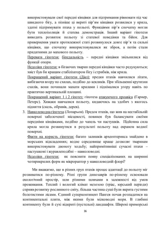 36
використовували свої передні кінцівки для підтримання рівноваги під час
швидкого бігу, а пізніше ці вкриті пір’ям кінцівки розвилися у крила,
здатні підтримувати птаха у польоті. Функціями пір’я спочатку могли
бути теплоізоляція й статева демонстрація. Інший варіант гіпотези
виводить розвиток польоту зі статевої поведінки та бійок. Для
привернення уваги протилежної статі розвинулося довге пір’я та сильні
кінцівки, що спочатку використовувалися як зброя, а потім стали
придатними до махового польоту.
Переваги гіпотези: біпедальність – передні кінцівки звільнилися від
функції опори.
Недоліки гіпотези: в бігаючих тварин передні кінцівки часто редукуються;
хвіст був би кращим стабілізатором бігу і стрибків, ніж крила.
Покращений варіант гіпотези (Діал): предки птахів навчилися літати,
вибігаючи вгору по схилах, подібно до кекликів. При збільшенні крутизни
схилів, вони починали махати крилами і піднімалися угору навіть по
практично вертикальній площині.
Покращений варіант 1 і 2 гіпотез: гіпотеза атакуючого проавіса (Гарнер,
Петерс). Хижаки навчалися польоту, кидаючись на здобич з якогось
підняття (скель, обривів, дерев).
3. Навколоводнагіпотеза (Лопарьов). Предок птахів, що жив на нестабільній
поверхні заболоченої місцевості, повинен був балансувати своїми
передніми кінцівками, подібно до чапель чи пастушків. Підйомна сила
крила могла розвинутися в результаті польоту над екраном водної
поверхні.
Факти на користь гіпотези: багато залишків археоптерикса знайдено в
морських відкладеннях; водне середовище краще дозволяє тваринам
використовувати двоногу ходьбу; найпримітивніші сучасні птахи –
пастушкові і журавлеподібні – навколоводні.
Недоліки гіпотези: як пояснити появу спеціалізованих на ширянні
чотирикрилих форм як мікрораптор у навколоводній флорі?
Ми вважаємо, що в різних груп птахів процес адаптації до польоту міг
розвиватися по-різному. Різні групи динозаврів по-різному освоювали
екологічний простір, шли різними шляхами в залежності від умов
проживання. Теплий і вологий клімат мезозою (тріас, юрський періоди)
сприяв розвитку рослинного світу, більша частина суші були вкрита густими
болотистими лісами. Єдиний суперконтинент Пангея почав розпадатися на
континентальні плити, між якими були мілководні моря. В глибині
континенту були й сухі відкриті (пустельні) ландшафти. Широкі приморські
 