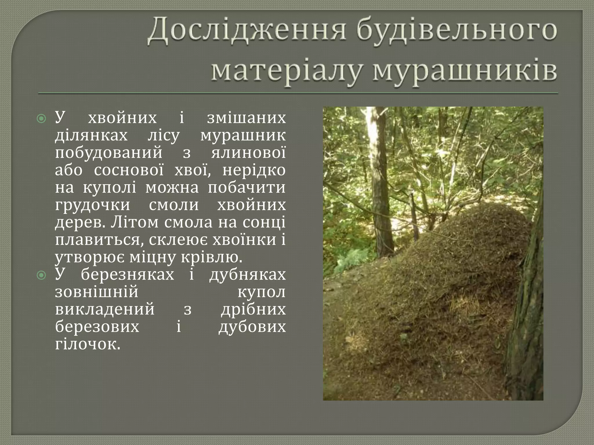  У хвойних і змішаних
ділянках лісу мурашник
побудований з ялинової
або соснової хвої, нерідко
на куполі можна побачити
грудочки смоли хвойних
дерев. Літом смола на сонці
плавиться, склеює хвоїнки і
утворює міцну крівлю.
 У березняках і дубняках
зовнішній купол
викладений з дрібних
березових і дубових
гілочок.
 