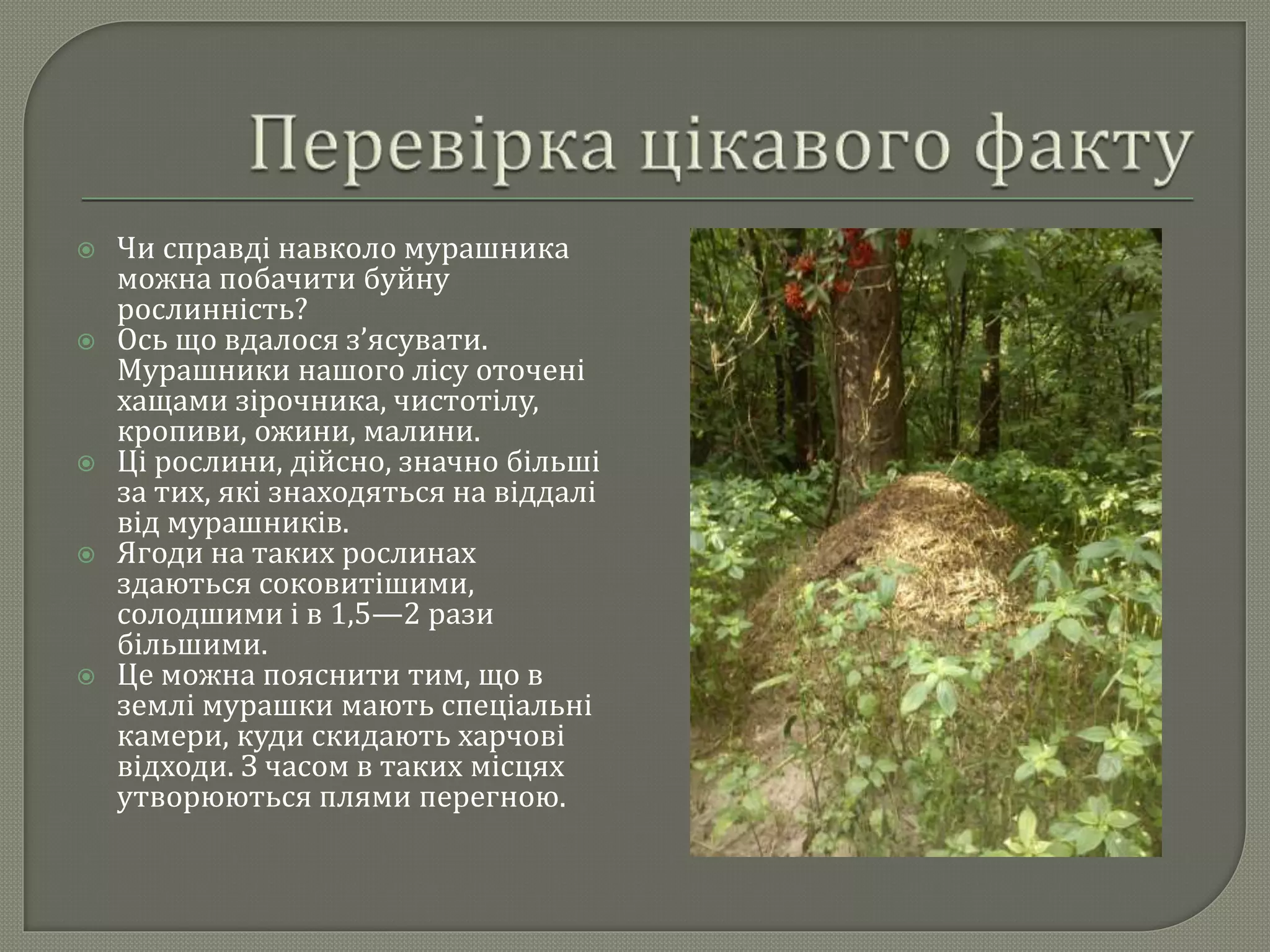  Чи справді навколо мурашника
можна побачити буйну
рослинність?
 Ось що вдалося з’ясувати.
Мурашники нашого лісу оточені
хащами зірочника, чистотілу,
кропиви, ожини, малини.
 Ці рослини, дійсно, значно більші
за тих, які знаходяться на віддалі
від мурашників.
 Ягоди на таких рослинах
здаються соковитішими,
солодшими і в 1,5—2 рази
більшими.
 Це можна пояснити тим, що в
землі мурашки мають спеціальні
камери, куди скидають харчові
відходи. З часом в таких місцях
утворюються плями перегною.
 