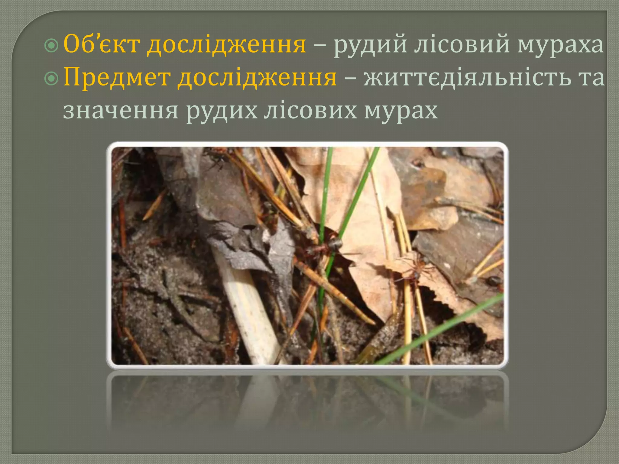 Об’єкт дослідження – рудий лісовий мураха
Предмет дослідження – життєдіяльність та
значення рудих лісових мурах
 